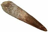 Bargain, Fossil Spinosaurus Tooth - Real Dinosaur Tooth #356769-1
